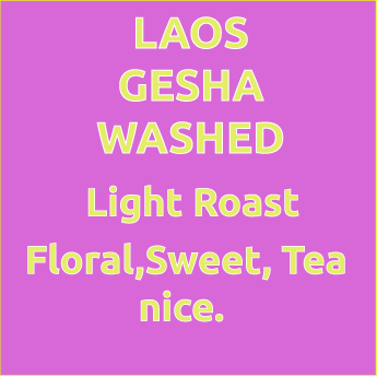 Laos Gesha